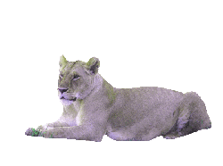 Gif animé lionne dort 